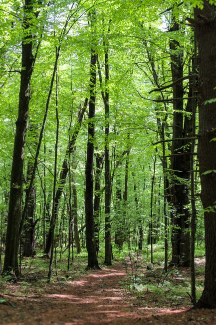 This image displays a dense woodland scene with a narrow dirt path winding through tall, mature trees. The trees have dark, textured bark and are primarily deciduous, with bright green leaves creating a canopy that filters natural sunlight, casting dappled shadows on the forest floor. Smaller saplings and undergrowth are visible along the pathway, which is cleared but lined with fallen leaves and small twigs. The environment appears tranquil and undisturbed, with no visible human activity or litter. The overall atmosphere suggests a natural, outdoor setting typical of a woodland or forest area, with a lush, vibrant green color palette emphasizing healthy foliage. Such a scene could be associated with natural woodland environments or outdoor spaces where minimal human intervention occurs, aligning with principles of eco-conscious outdoor activities and conservation efforts connected to waste management and environmental preservation.