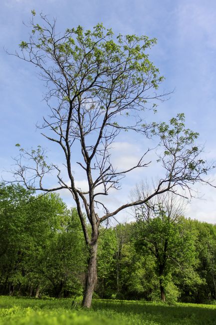 The image depicts a tall, mature tree with a thick, textured trunk and sprawling branches that extend outward in various directions. The tree's foliage is sparse, with small, fresh green leaves only on some branches, indicating early spring or late autumn. The sky in the background is partly cloudy with patches of light blue visible through the thin, wispy clouds. Surrounding the main tree, there are dense clusters of green trees and shrubs, forming a natural, wooded environment typical of a park or countryside setting. In the foreground, a well-maintained grassy area is visible, providing a clear contrast to the darker bark of the tree and the lush greenery behind. The scene is evenly lit by natural daylight, casting minimal shadows, and highlighting the textures of the bark, leaves, and grass. This tranquil scene is consistent with a natural outdoor space that might be subject to woodland clearance or conservation activities, such as those offered by Rubbish Clearance Acton for disposal or recycling of garden waste.